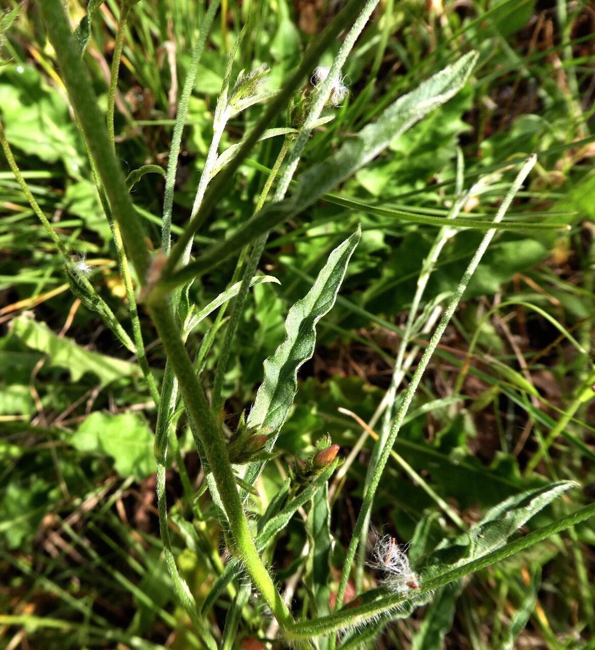 Convolvulus cantabrica — search result for 'Convolvulus'