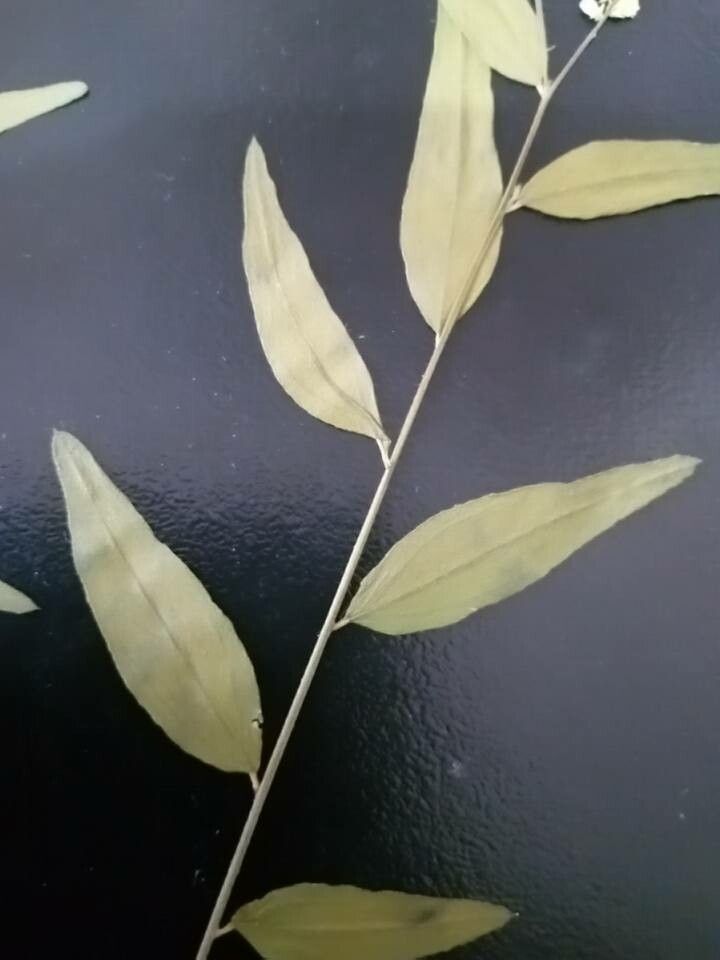 Polygala lancifolia — houseplant care guide