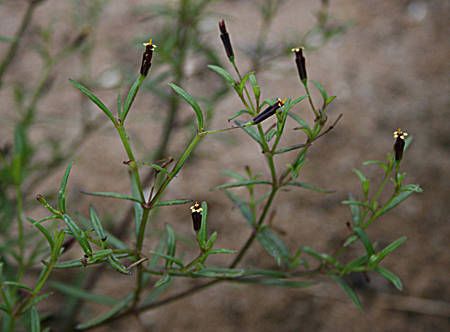 Pectis linifolia habit