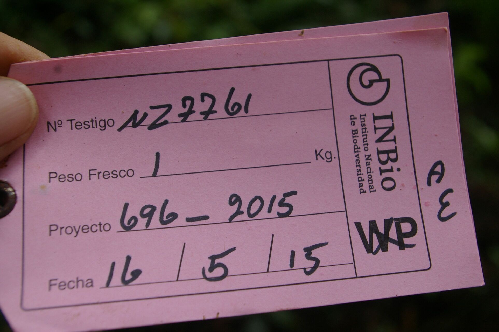 Solanum celsum other