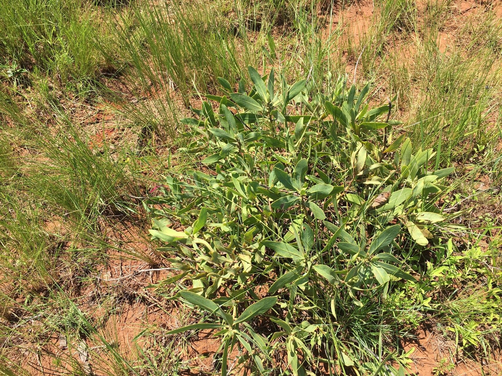 Protea welwitschii habit