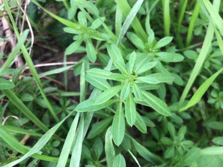 Galium maritimum — salt tolerant houseplant