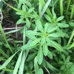 Galium maritimum