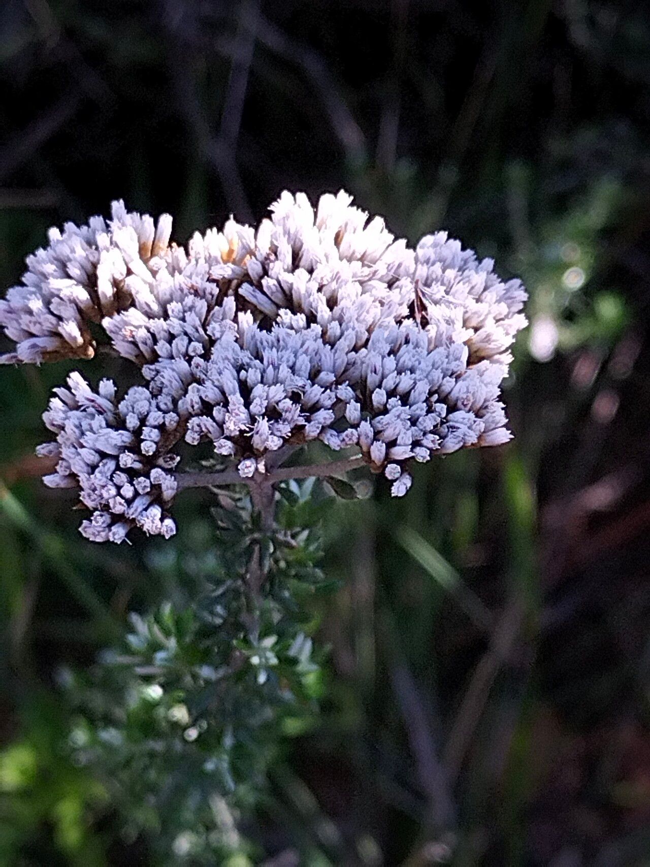 Metalasia densa flower