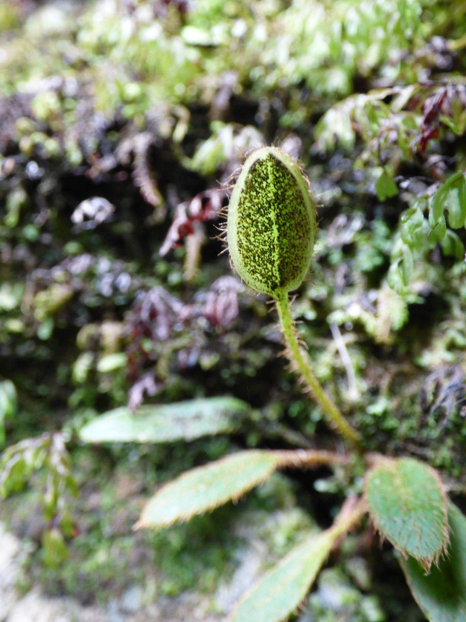 Elaphoglossum spatulatum fruit