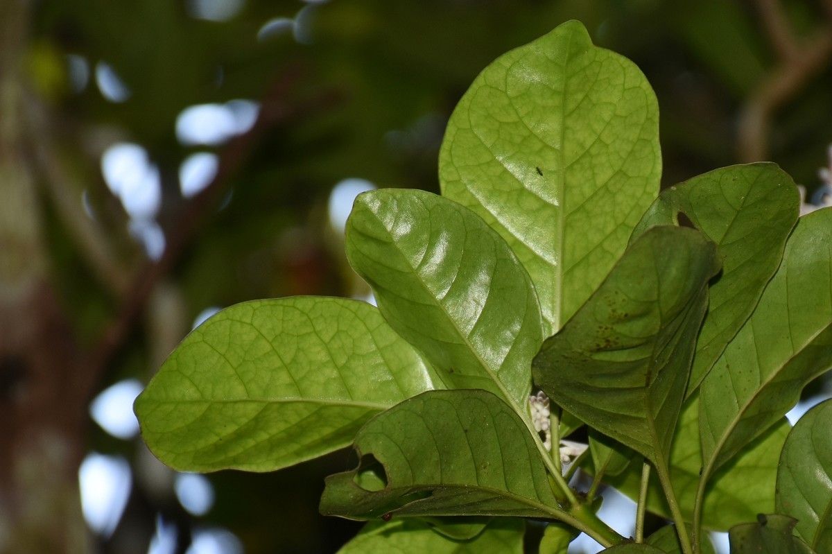 Chassalia boryana — houseplant care guide