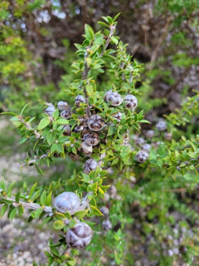 Leptospermum squarrosum fruit