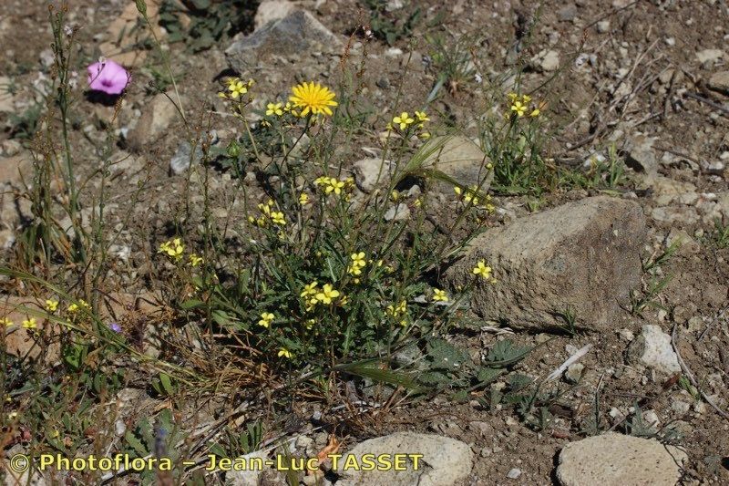 Diplotaxis ilorcitana habit