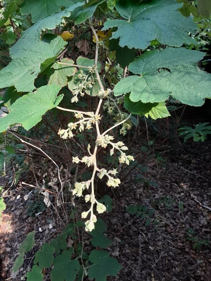 Rubus setchuenensis flower