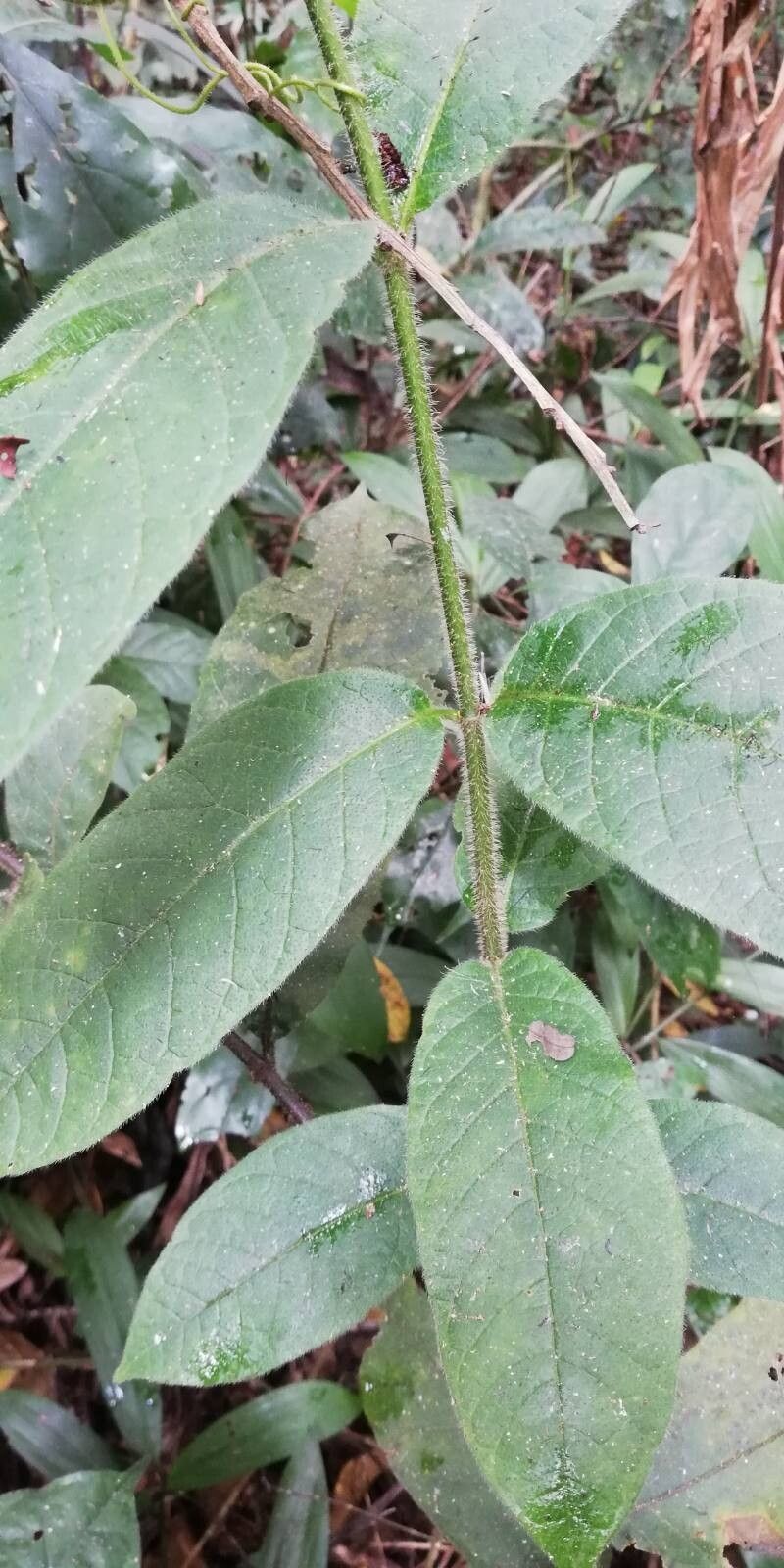 Landolphia jumellei leaf