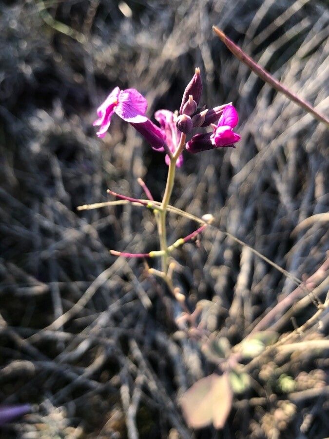 Moricandia moricandioides bark
