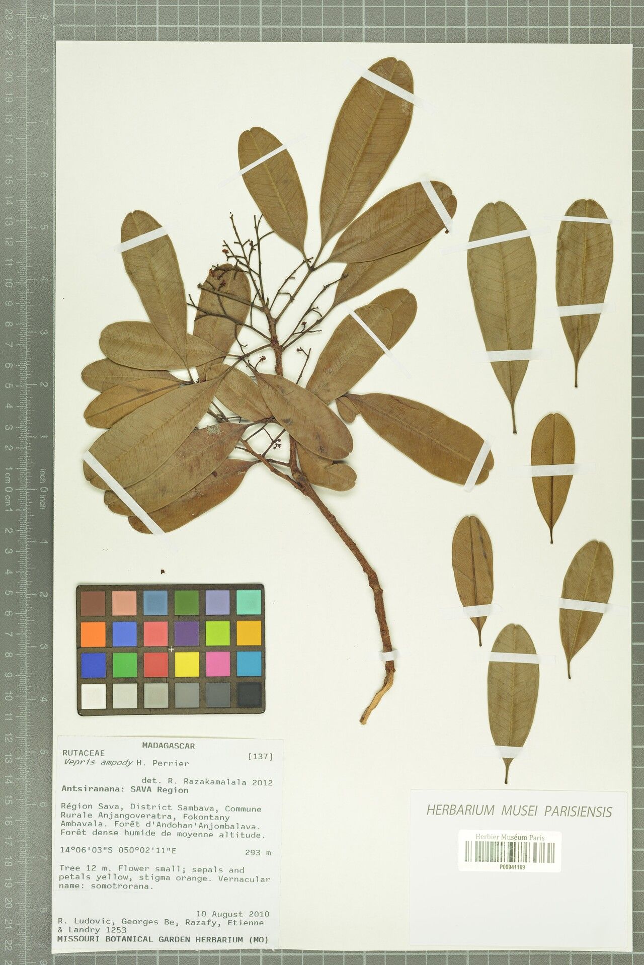 Vepris ampody — related species from the same genus