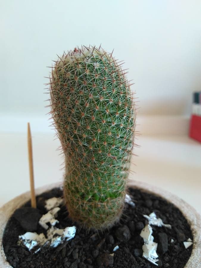 Mammillaria matudae bark