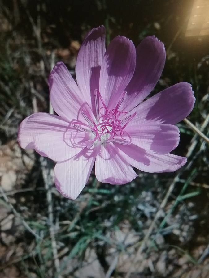 Lygodesmia texana — related species from the same genus