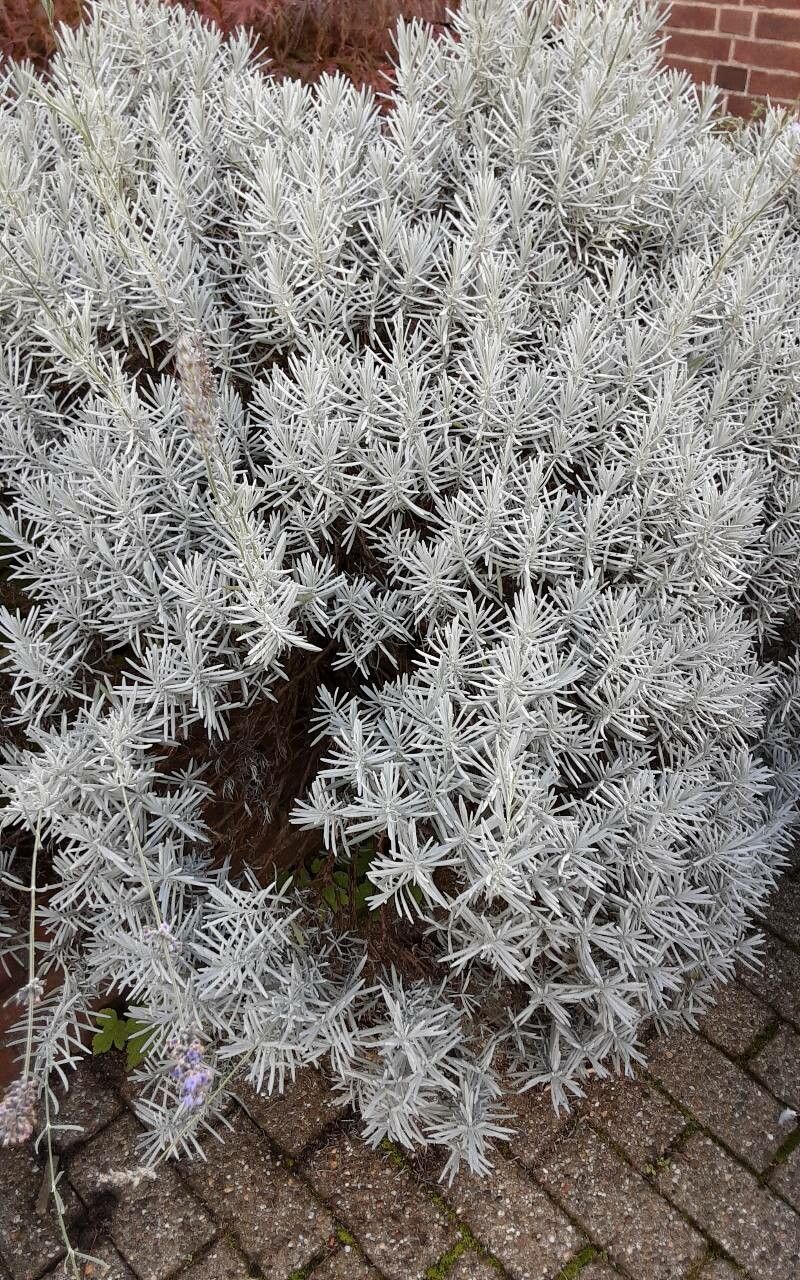 Lavandula × intermedia bark