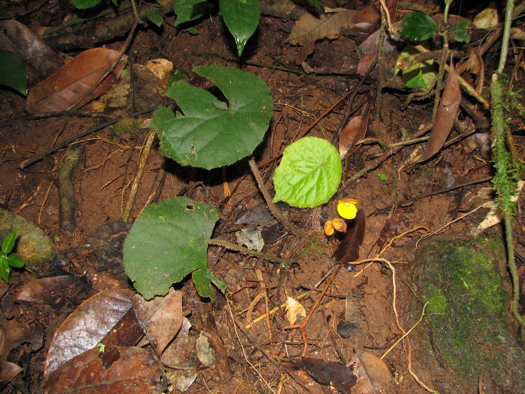 Begonia potamophila habit