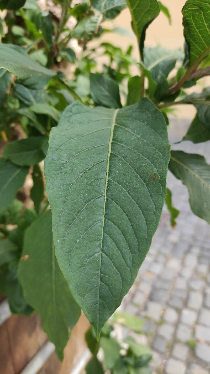 Iochroma gesnerioides leaf