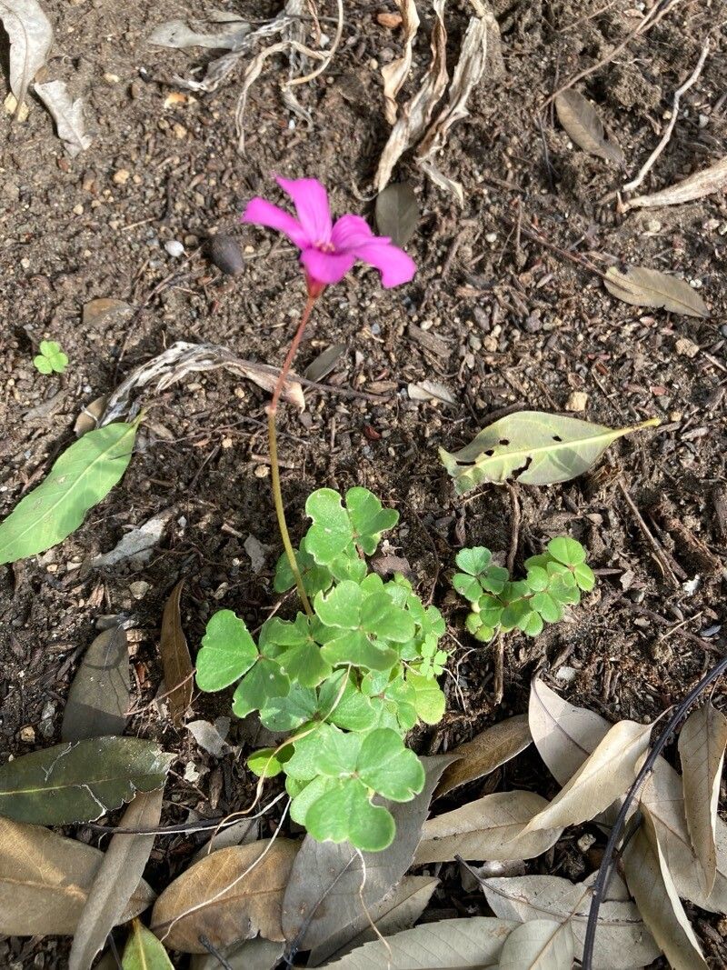Oxalis brasiliensis habit