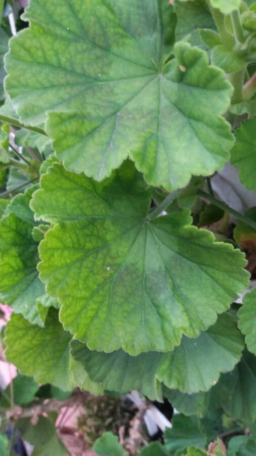 Pelargonium inodorum — search result for 'Geraniaceae'