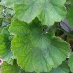 Pelargonium inodorum