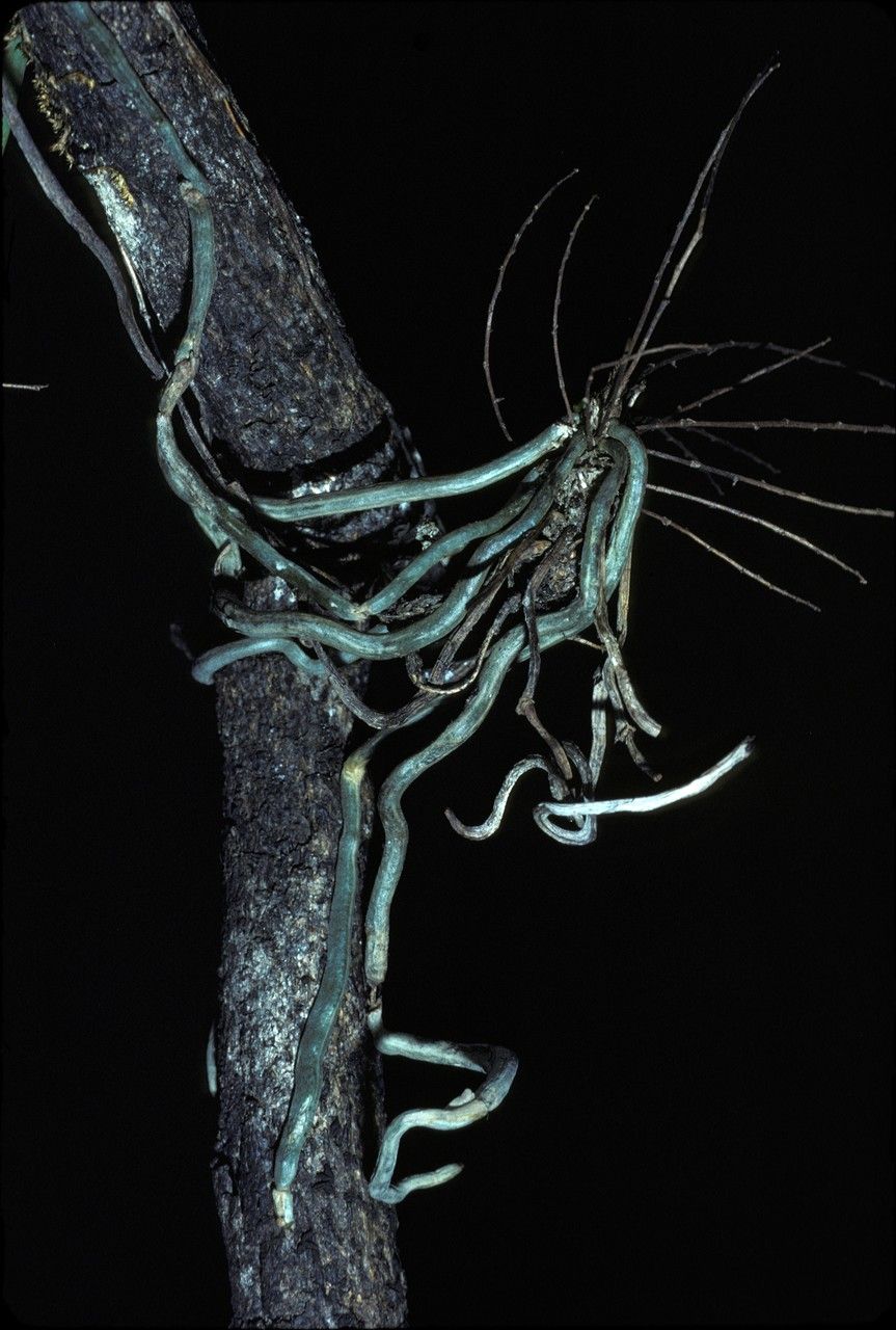 Campylocentrum fasciola — houseplant care guide