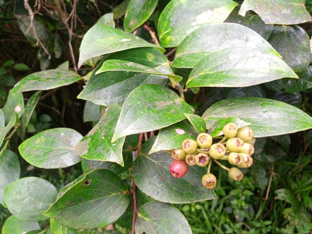 Vaccinium racemosum fruit