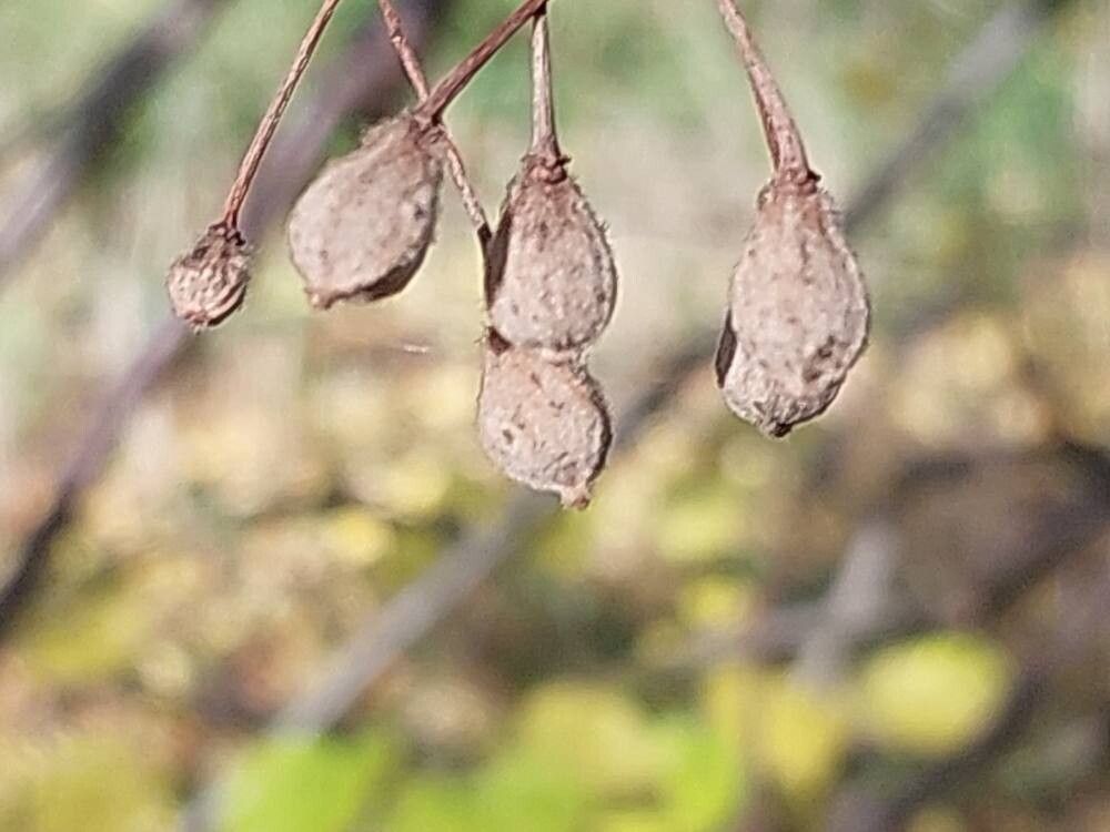 Tilia mandshurica fruit