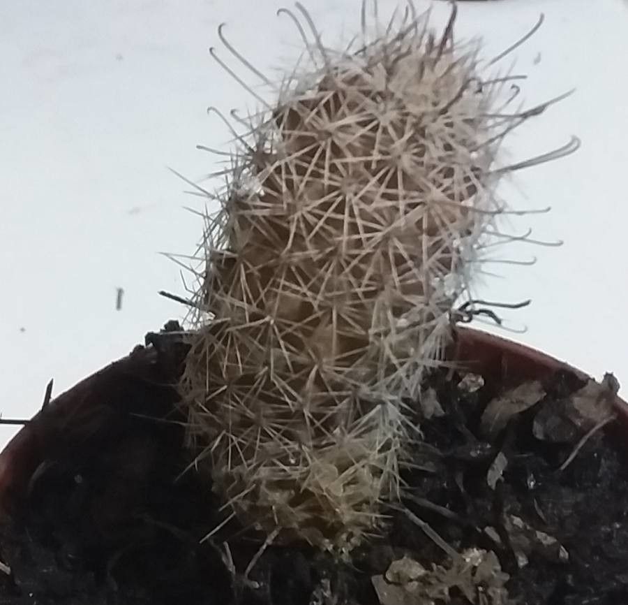 Mammillaria pottsii bark