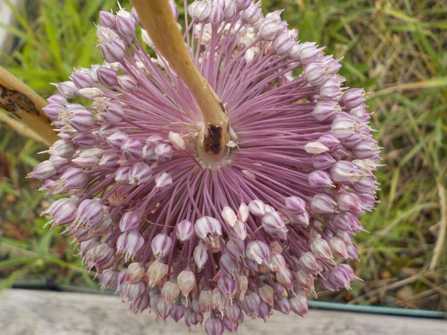 Allium polyanthum flower