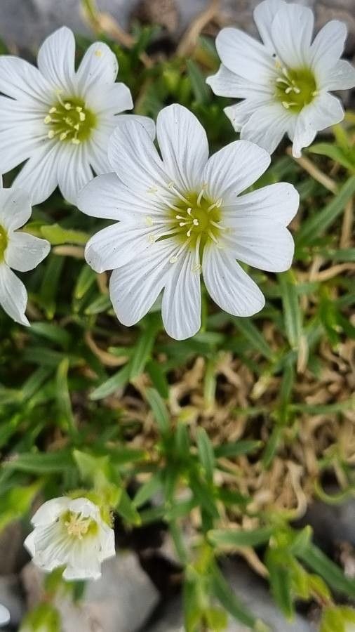 Cerastium julicum flower