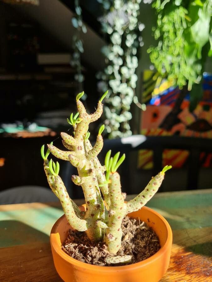 Cotyledon woodii leaf