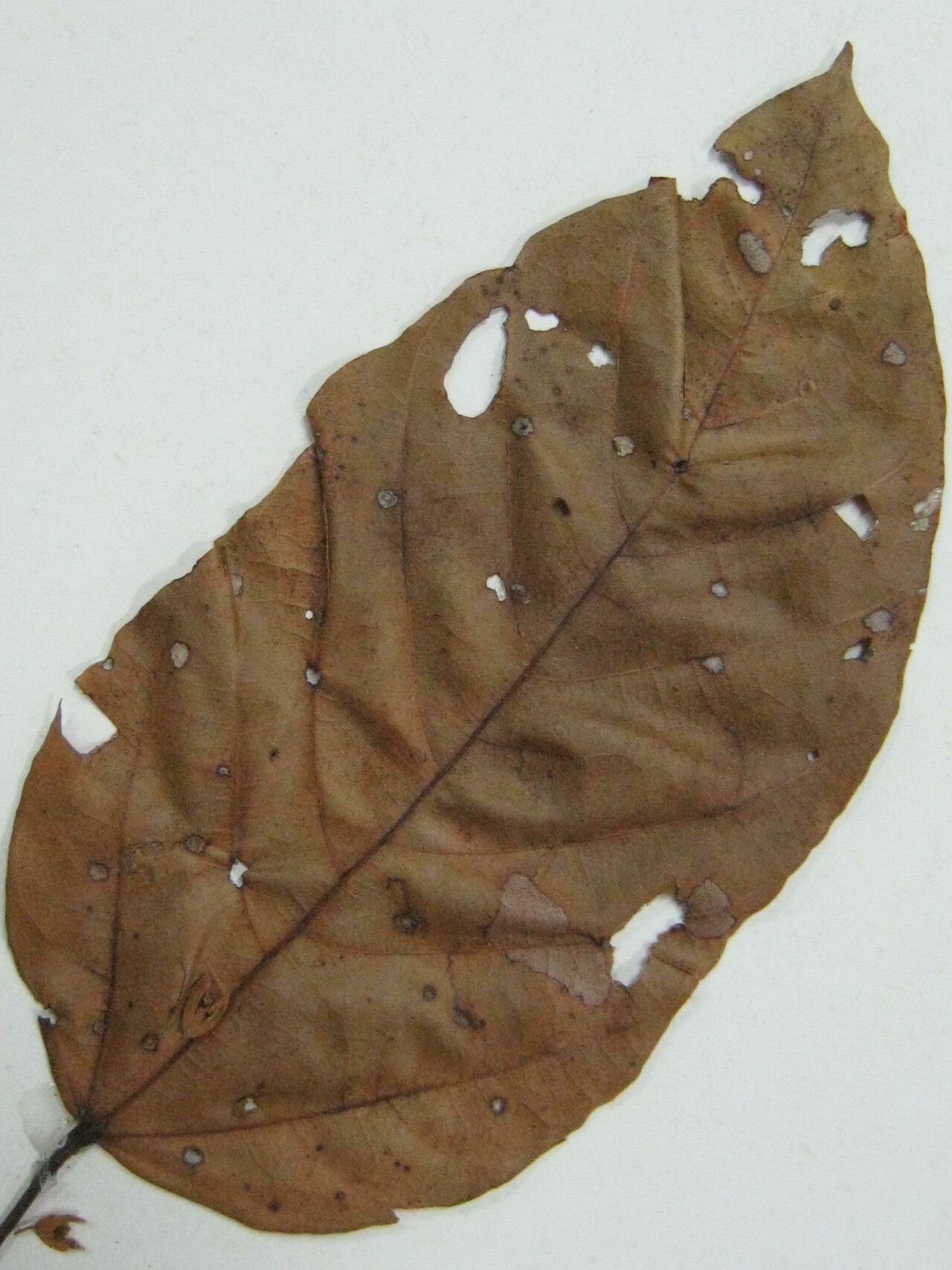 Sterculia kayae other