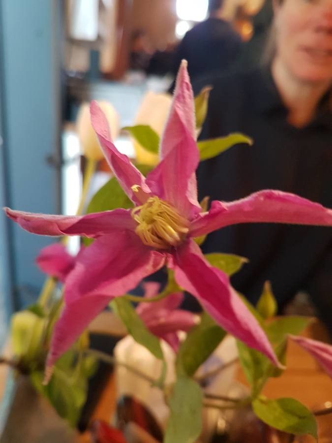 Clematis alpina flower