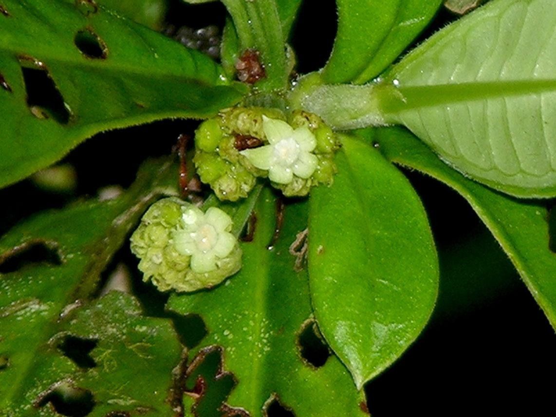 Piper pallidifolium — houseplant care guide