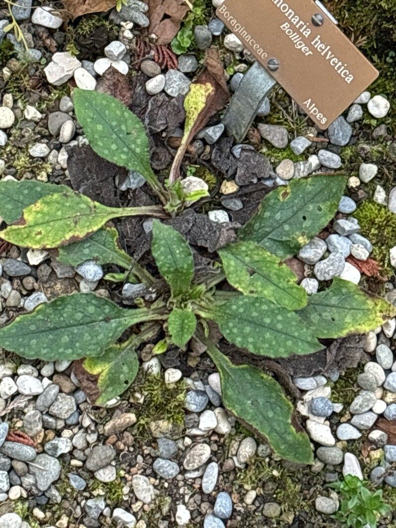 Pulmonaria helvetica — search result for 'Pulmonaria'
