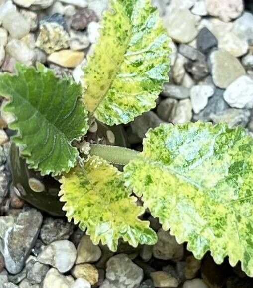 Dorstenia horwoodii — houseplant care guide