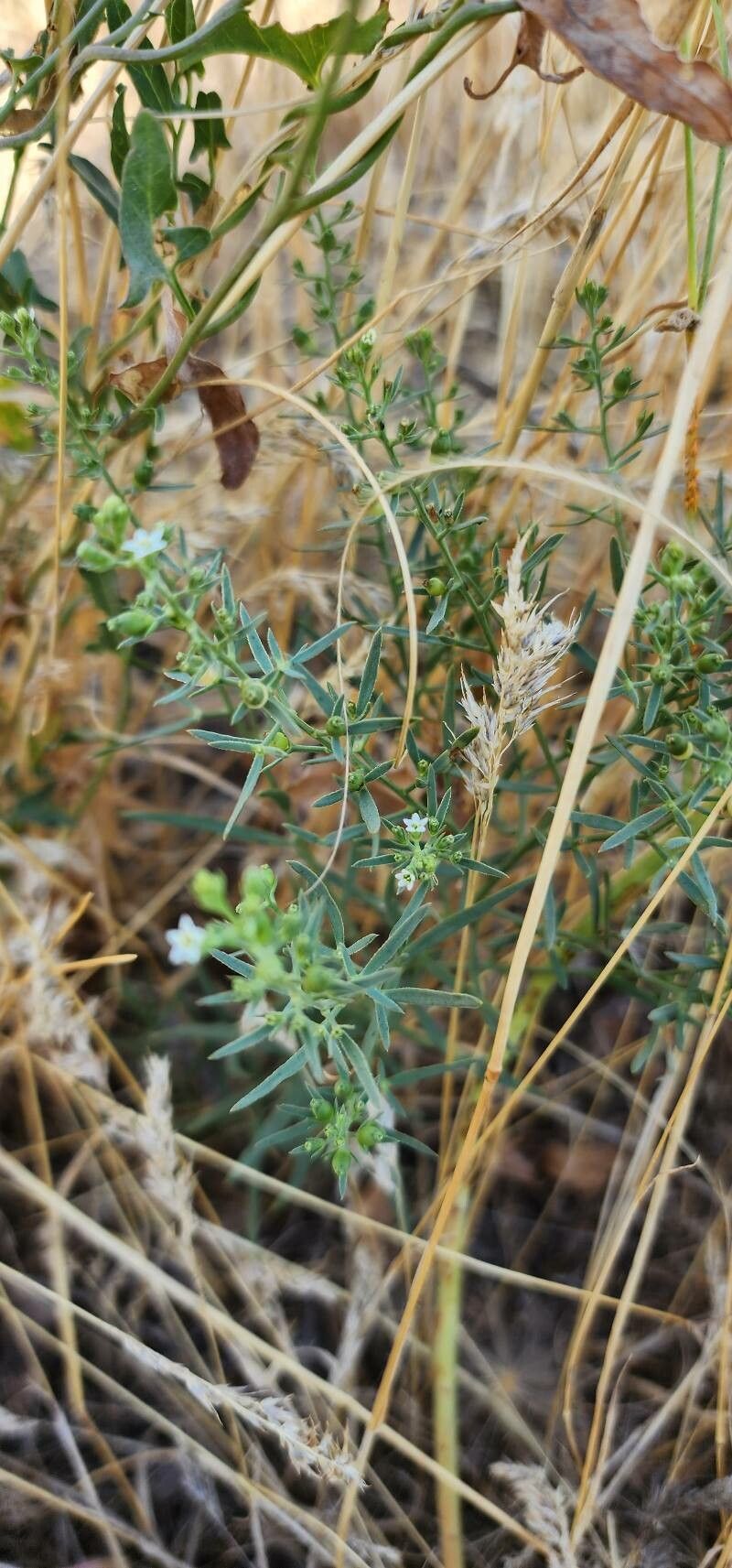 Thesium kotschyanum habit