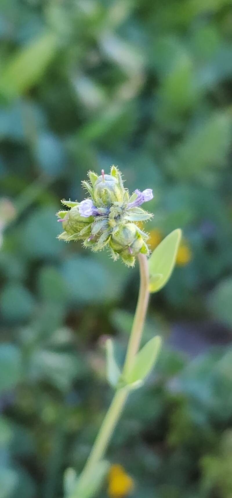 Linaria micrantha fruit
