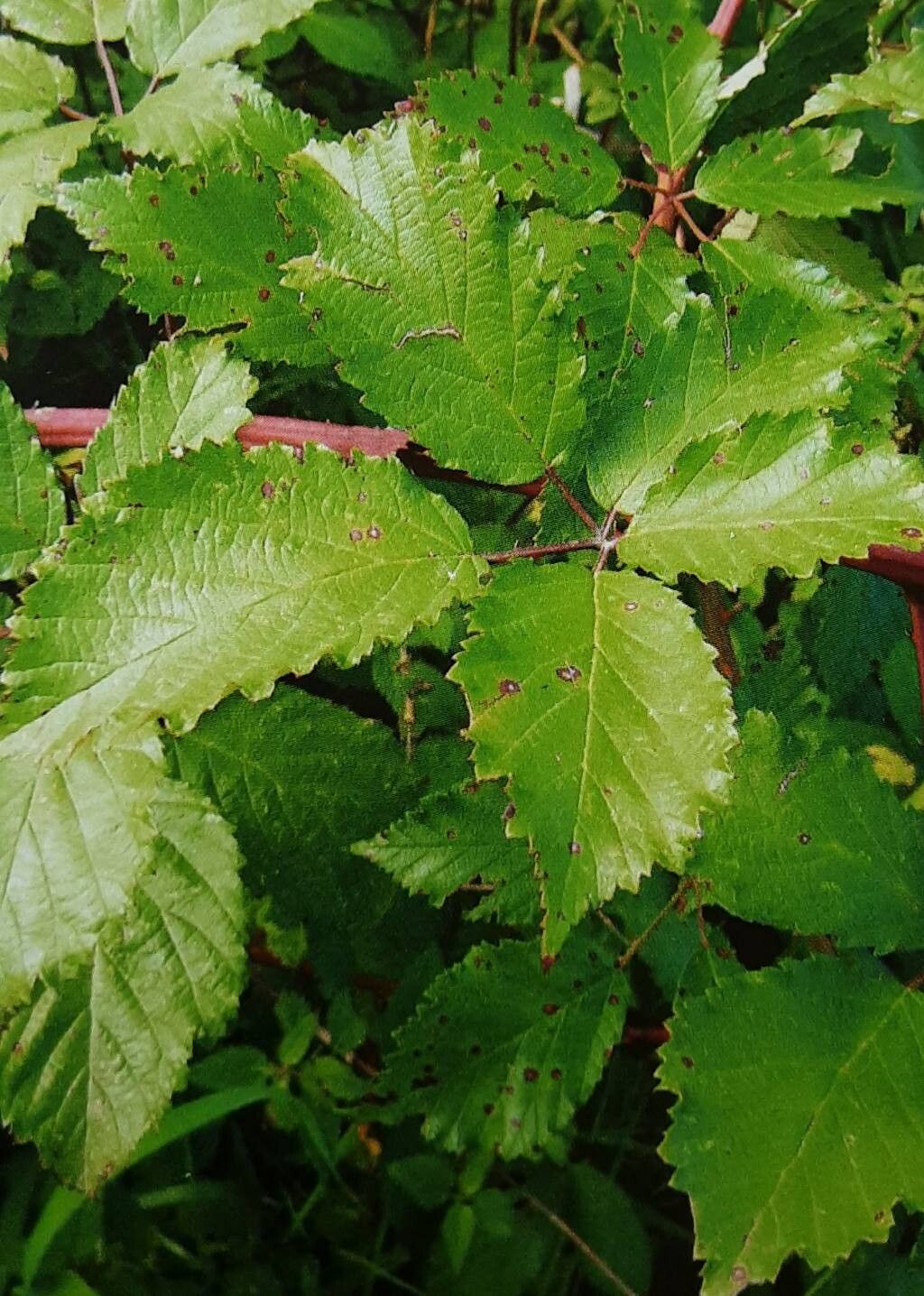 Rubus wittigianus — houseplant care guide