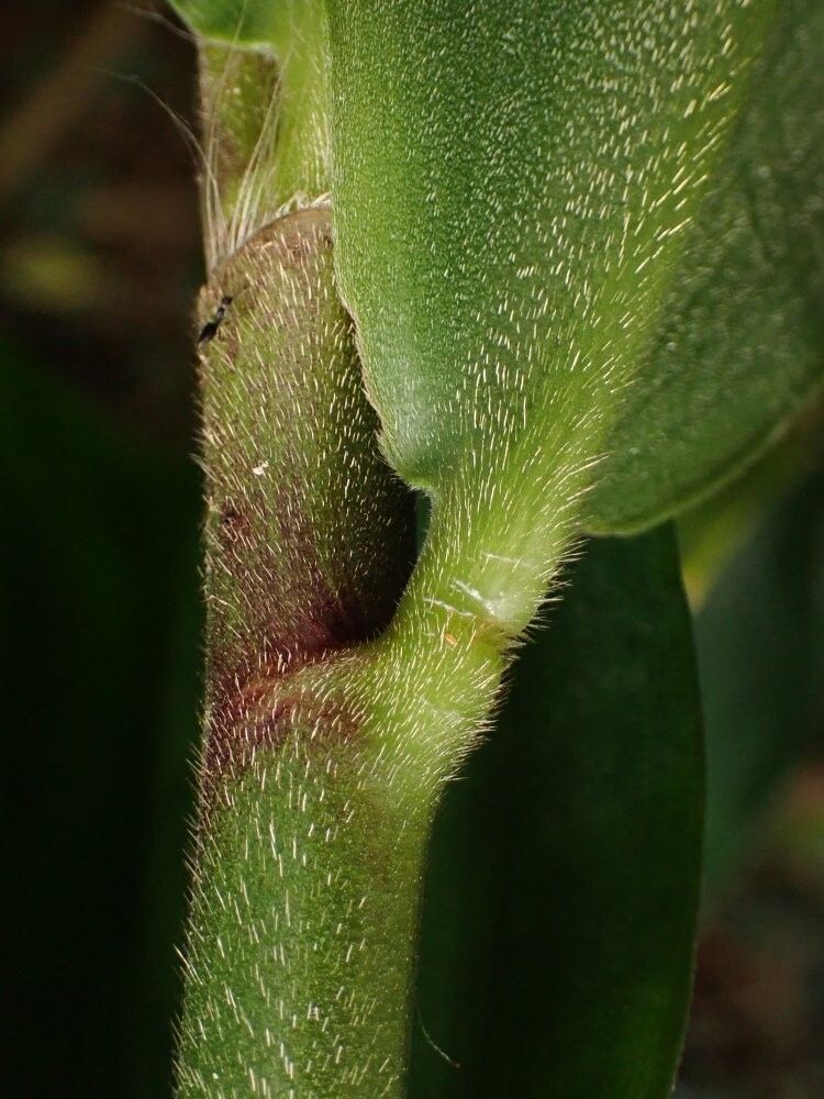 Costus dinklagei — houseplant care guide