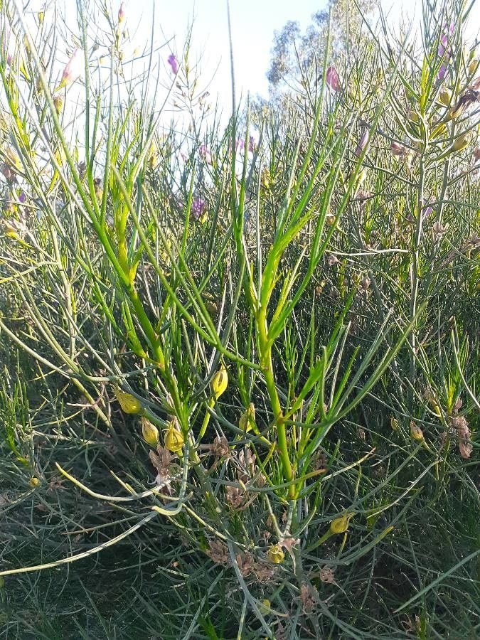 Alyogyne hakeifolia — search result for 'Hibiscus'