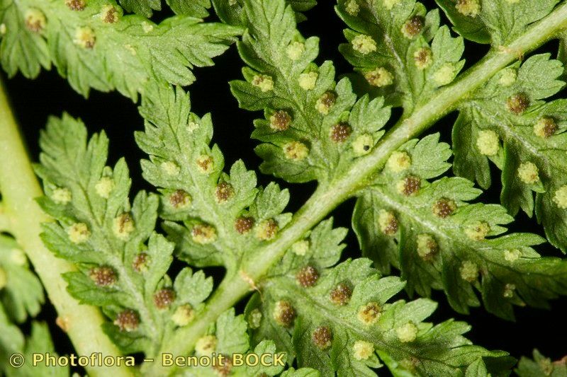 Athyrium × reichsteinii other