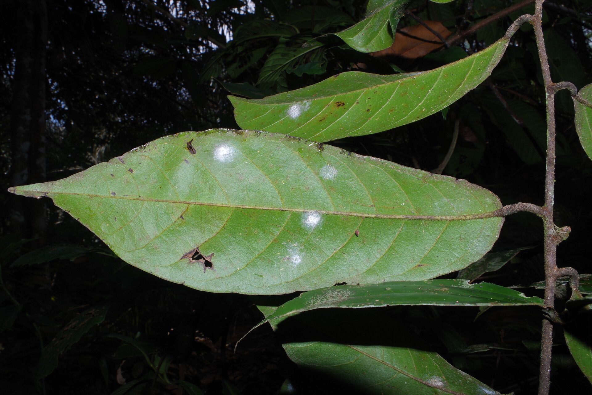 Uvaria angolensis leaf