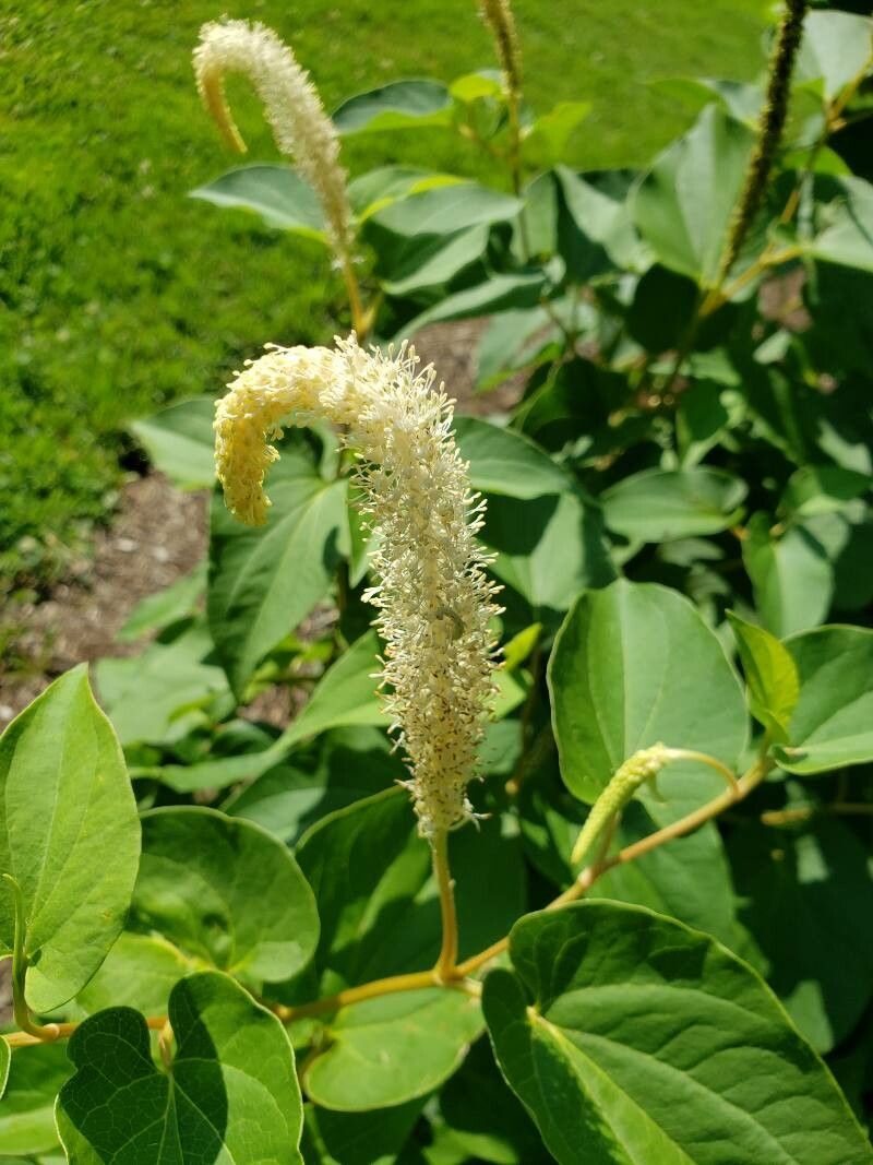 Saururus cernuus flower