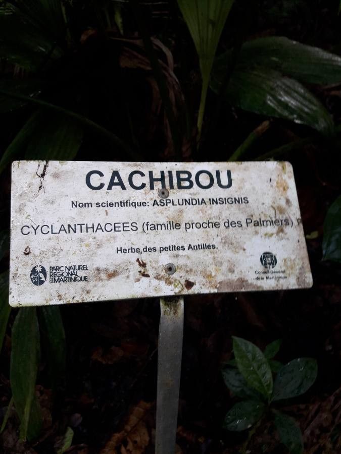 Asplundia insignis other