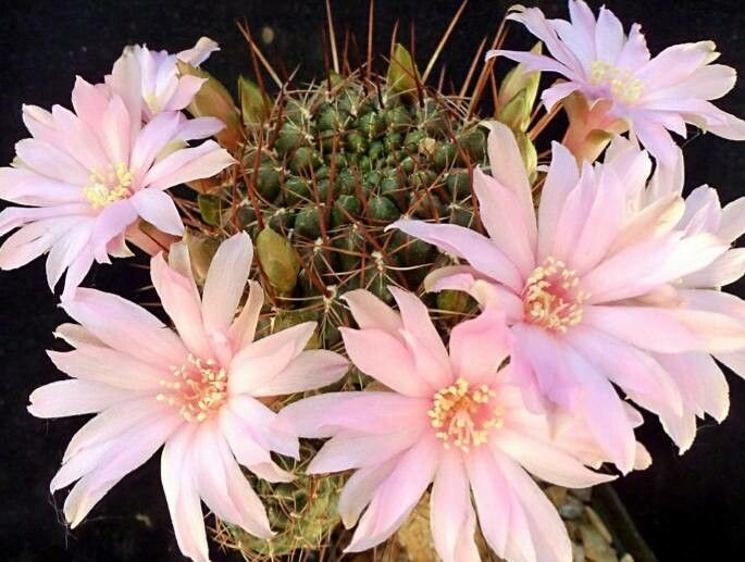 Rebutia steinbachii habit