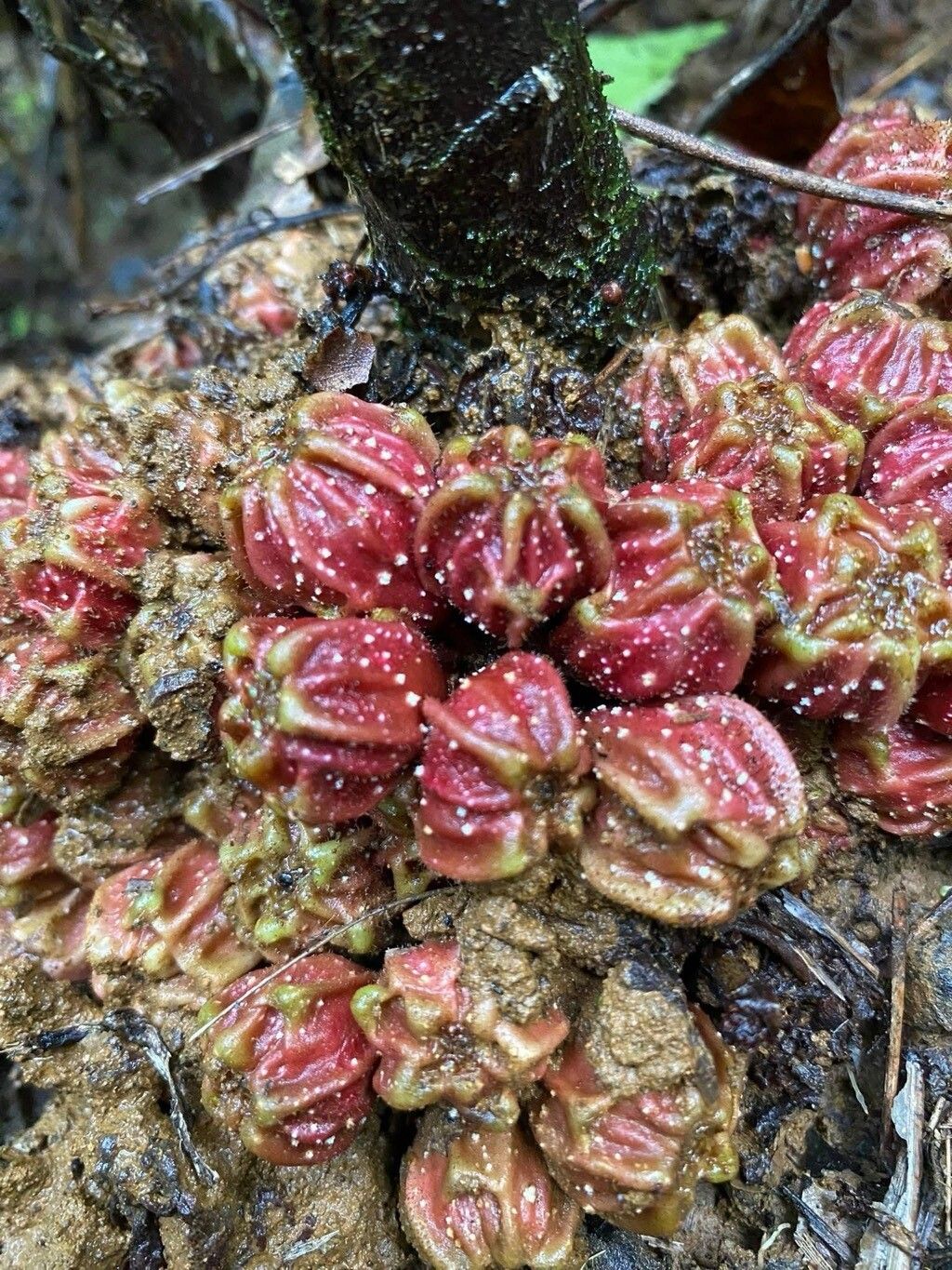 Ficus tarennifolia fruit
