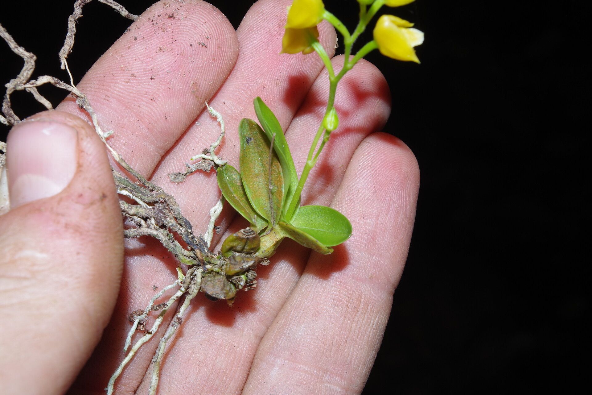 Polystachya testuana flower