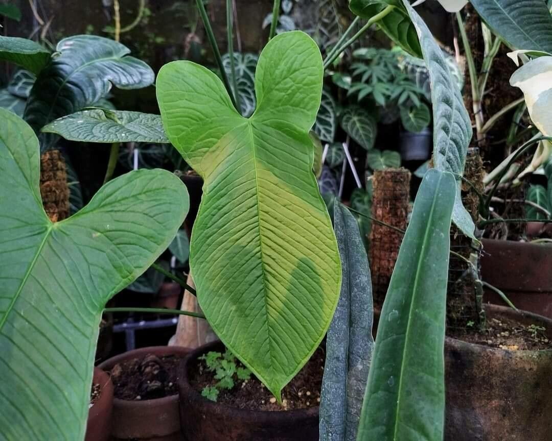 Anthurium argyrostachyum — houseplant care guide