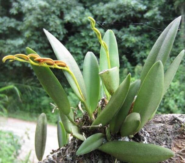 Acianthera saurocephala — houseplant care guide